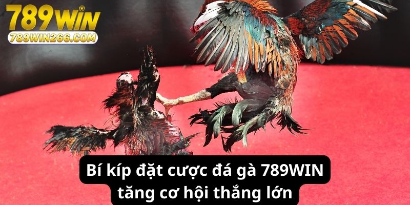 Bí kíp đặt cược đá gà 789WIN tăng cơ hội thắng lớn