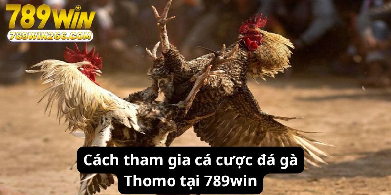 Cách tham gia cá cược đá gà Thomo tại 789win