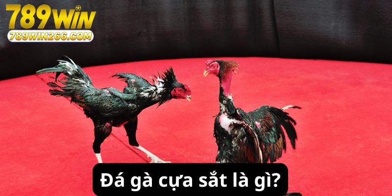 Đá gà cựa sắt là gì?