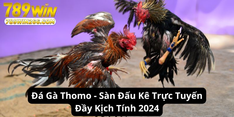 Đá Gà Thomo - Sàn Đấu Kê Trực Tuyến Đầy Kịch Tính 2024