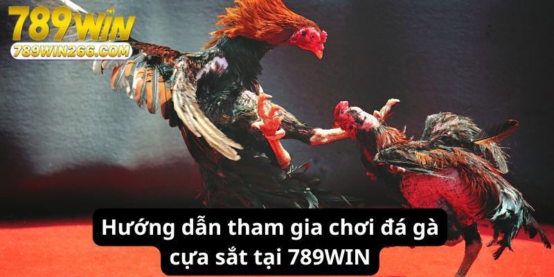 Hướng dẫn tham gia chơi đá gà cựa sắt tại 789WIN