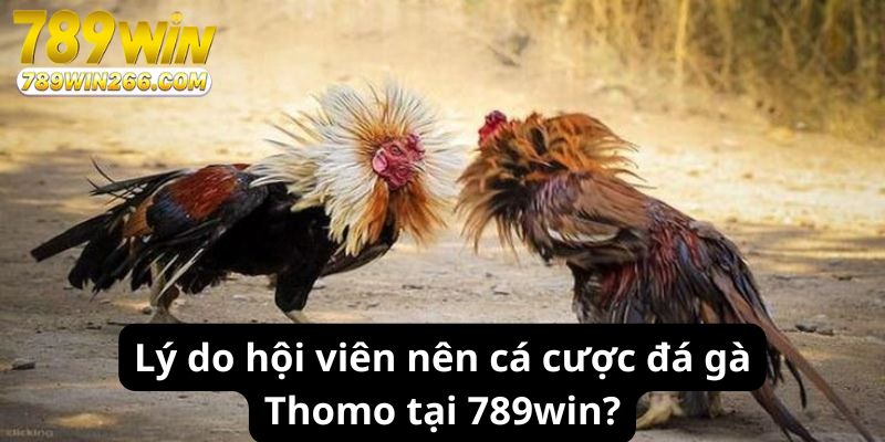 Lý do hội viên nên cá cược đá gà Thomo tại 789win?