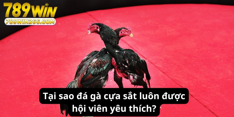 Tại sao đá gà cựa sắt luôn được hội viên yêu thích?