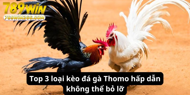 Top 3 loại kèo đá gà Thomo hấp dẫn không thể bỏ lỡ